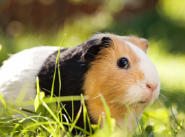 Dierenwinkel in de buurt | Groen Goed Menken