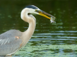 Overlast door Reigers