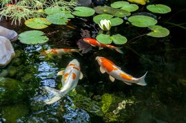 Vissen en waterplanten
